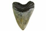 Bargain, Fossil Megalodon Tooth - North Carolina #153131-1